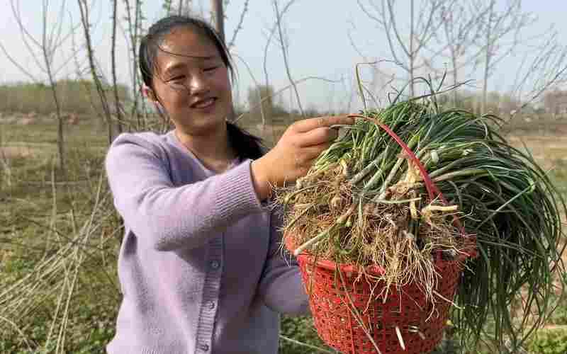 野葱怎么种植方式(野葱野蒜能吃吗)